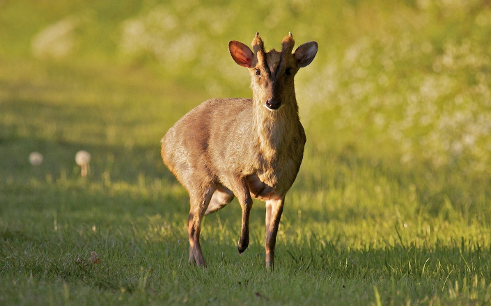 why do muntjac deer have holes in their face?